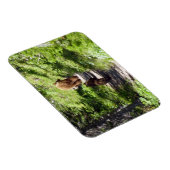 ブラウンベアーファミリー マグネット (右側)