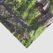 ブラウンベアーファミリー 薄葉紙 (詳細)