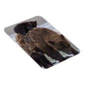 ブラウンベアー |クラーク湖国立公園 マグネット (右側)