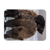 ブラウンベアー |クラーク湖国立公園 マグネット (横)