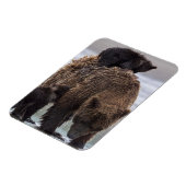 ブラウンベアー |クラーク湖国立公園 マグネット (左側)