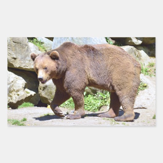 ブラウンベア歩くはがきTシャツコーヒーマグ 長方形シール (正面)