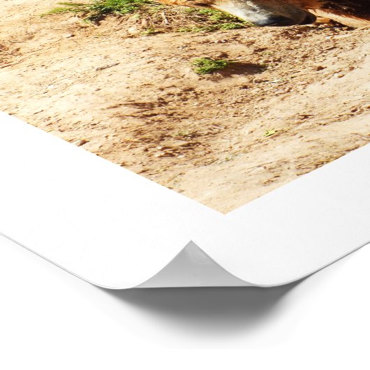 ブラウンベア歩く ポスター (角)