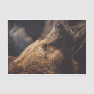 ブラウンベア顔 薄葉紙