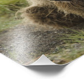 ブラウンベア、または沿岸のグリズリーベア、ウルサス フォトプリント            (角)