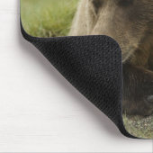 ブラウンベア、または沿岸のグリズリーベア、ウルサス マウスパッド (コーナー)