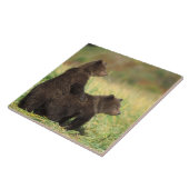 ブラウンベア，アークトス，グリズリーベア，ウルス2 タイル (側面)