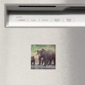 ブラウンベア、ウルソスのアークトス、グリズリーベア、ウルソス3 マグネット (インサイチュ (食洗機))