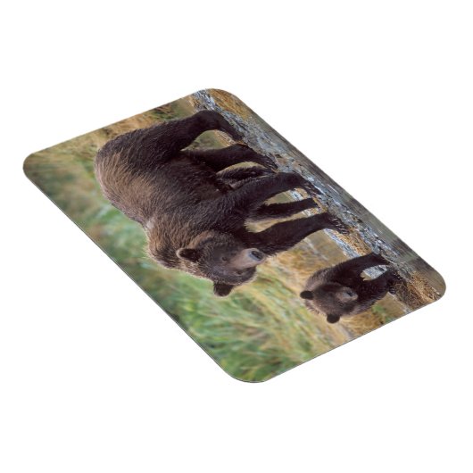 ブラウンベア、ウルソスのアークトス、グリズリーベア、ウルソス3 マグネット (右側)