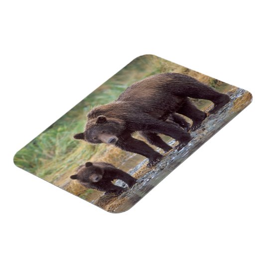 ブラウンベア、ウルソスのアークトス、グリズリーベア、ウルソス3 マグネット (左側)