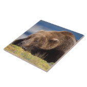 ブラウンベア、ウルソスのアークトス、グリズリーベア、ウルソス8 タイル (側面)