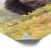 ブラウンベア、ウルソスのアークトス、グリズリーベア、ウルソス8 ポスター (角)