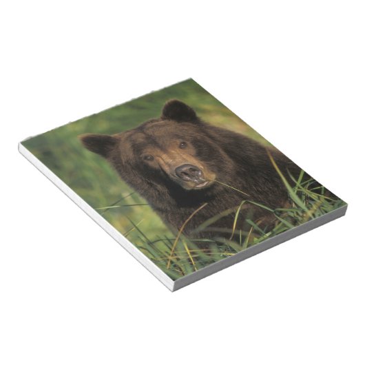 ブラウンベア、ウルソスのアークトス、グリズリーベア、ウルソス9 ノートパッド (アングル)