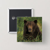 ブラウンベア、ウルソスのアークトス、グリズリーベア、ウルソス9 缶バッジ (正面&裏面)