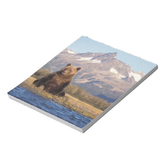 ブラウンベア、ウルソスのアークトス、グリズリーベア、ウルソス ノートパッド (回転)