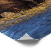 ブラウンベア、ウルソスのアークトス、グリズリーベア、ウルソス ポスター (角)