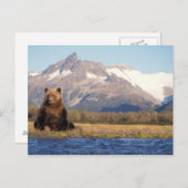 ブラウンベア、ウルソスのアークトス、グリズリーベア、ウルソス ポストカード (正面/裏面)
