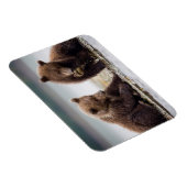 ブラウンベア・カブス・バイ・ザ・ストリーム マグネット (右側)