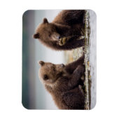 ブラウンベア・カブス・バイ・ザ・ストリーム マグネット (縦)