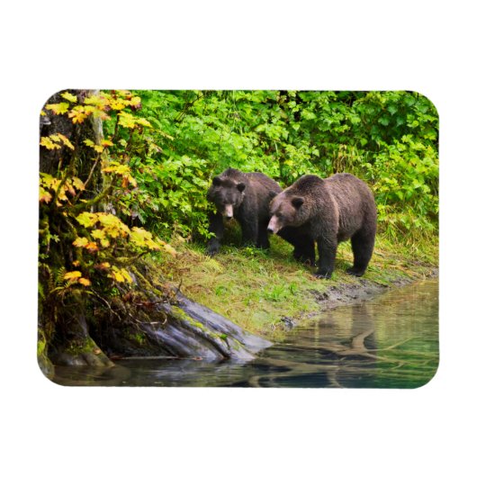 ブラウンベア&カブ |アラスカ，ハイダー マグネット (横)