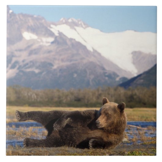 ブラウンベア、グリズリーベアの背中を伸ばす タイル (正面)