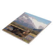 ブラウンベア、グリズリーベアの背中を伸ばす タイル (側面)