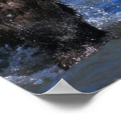 ブラウンベア、グリズリーベア、サーモンのキャッチ。 ポスター (角)