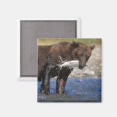 ブラウンベア、グリズリーベア、サーモンのキャッチ。 マグネット (正面/裏面)