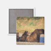 ブラウンベア、グリズリーベア、子牛の播種 マグネット (正面/裏面)