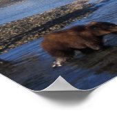 ブラウンベア、グリズリーベア、播種と切り身 ポスター (角)