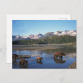 ブラウンベア、グリズリーベア、播種と切り身 ポストカード (正面/裏面)