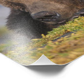 ブラウンベア、グリズリーベア、昼寝、Katmai フォトプリント (角)