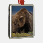 ブラウンベア、グリズリーベア、昼寝、Katmai メタルオーナメント (右)