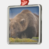 ブラウンベア、グリズリーベア、昼寝、Katmai メタルオーナメント (左)