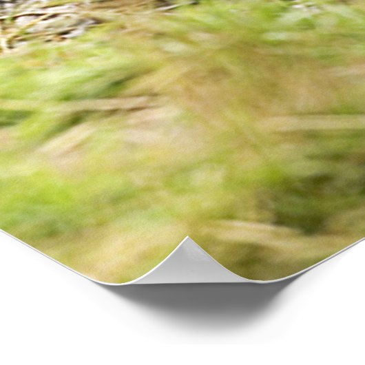 ブラウンベア ポスター (角)