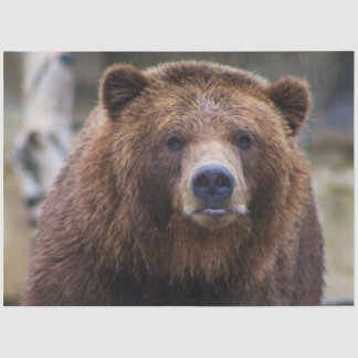 ブラウンベア 薄葉紙