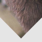 ブラウンベア 薄葉紙 (詳細)