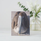 ブラウンペリカンガルベストンテキサス州はがき ポストカード (スタンド正面)