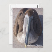 ブラウンペリカンガルベストンテキサス州はがき ポストカード (正面/裏面)