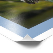 ブラウンペリカン フォトプリント            (角)