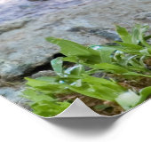 ブラウンペリカン ポスター (角)