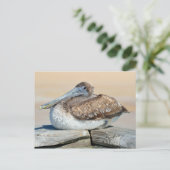 ブラウンペリカン ポストカード (スタンド正面)