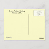 ブラウンペリカン ポストカード (裏面)