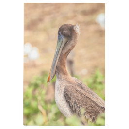 ブラウンペリカン メタルプリント