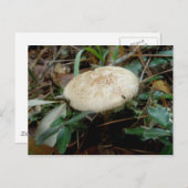 ブラウンホワイトマッシュルームOBXポストカード ポストカード (正面/裏面)