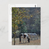 ブラウンホワイ絵を描ルとクリームホース ポストカード (正面/裏面)