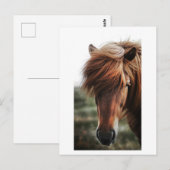 ブラウンホースのクローズアップ写真 ポストカード (正面/裏面)