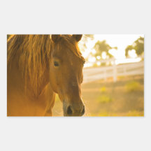 ブラウンホースクローズアップ