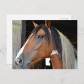 ブラウンホースホワイトブレーズ白黒マネ ポストカード (正面/裏面)