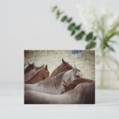 ブラウンホースポストカード ポストカード (スタンド正面)